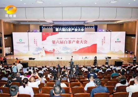 第六届白茶产业大会 2026年政和白茶品牌宣传推广活动举行